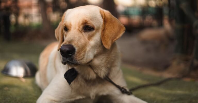 Collagen Stick for Dogs: 7 Amazing Ways to Improve Joint Health (Proven Guide) 1 Collagen Stick for Dogs