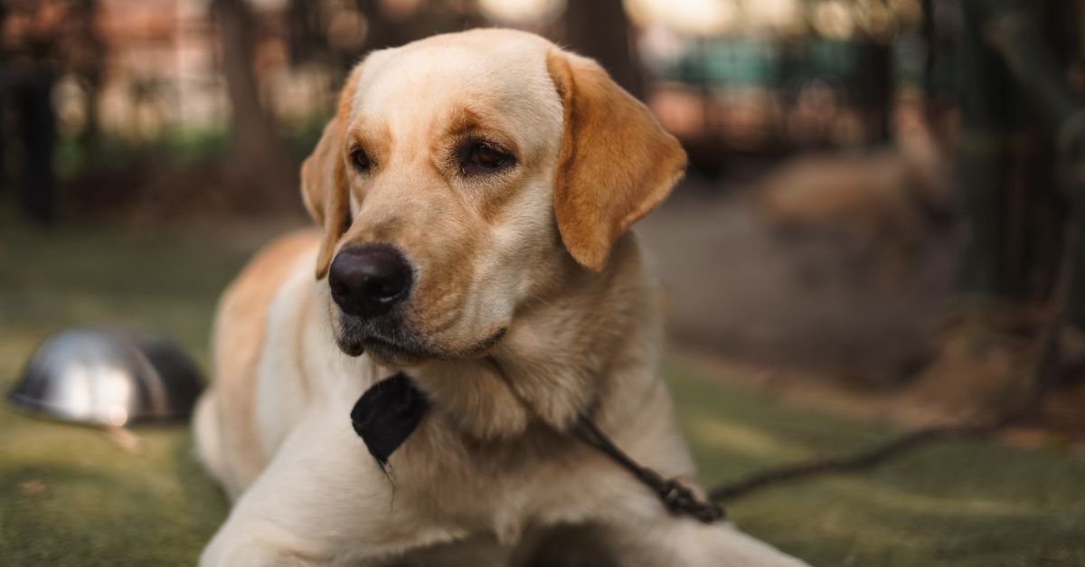 Collagen Stick for Dogs